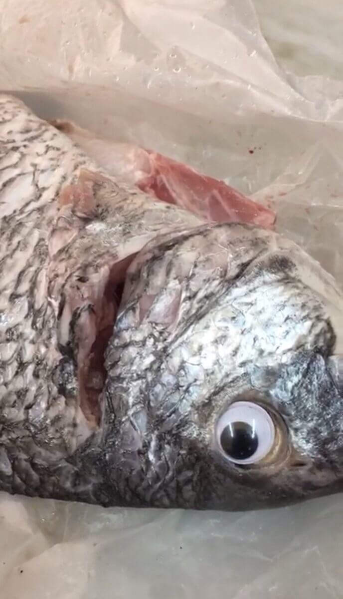 fish02.jpg