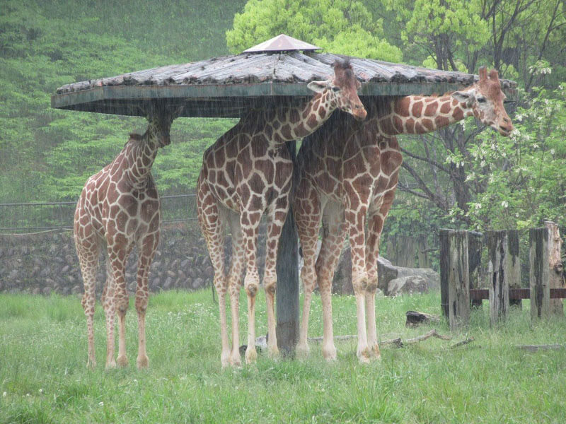 giraffe02.jpg
