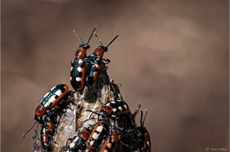 sex06_beetles_group.jpg