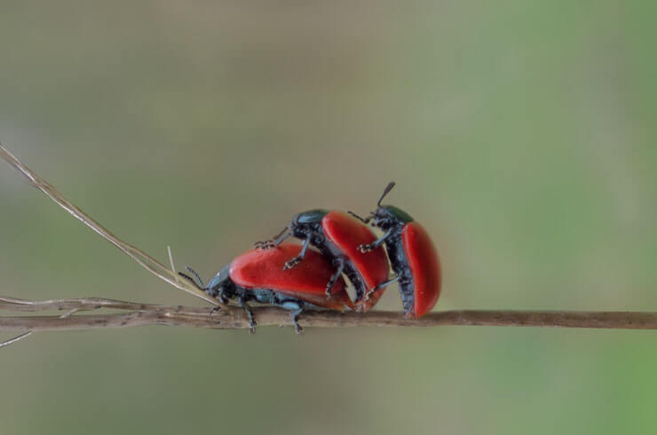 sex03_beetles_red3.jpg